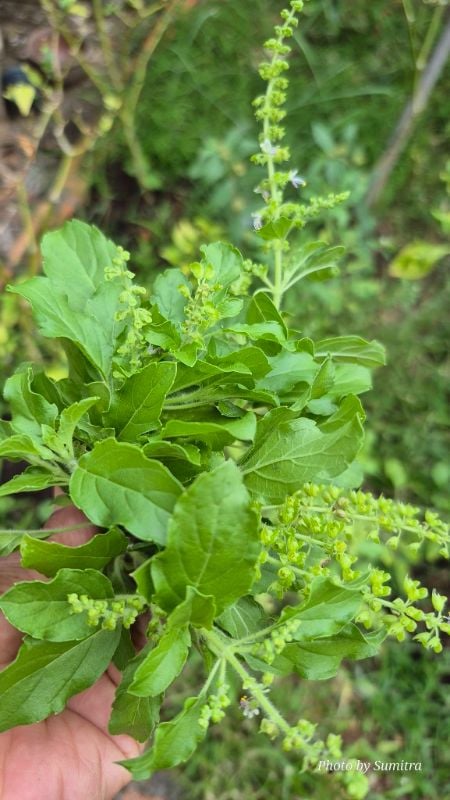 Húng Quế Xanh [ E-W Seeds - Thái Lan ]