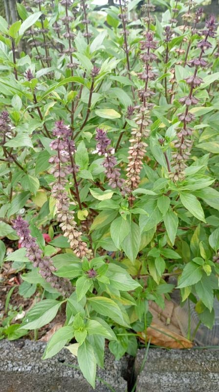 Húng Quế Lá Nhỏ [ E-W Seeds - Thái Lan ]