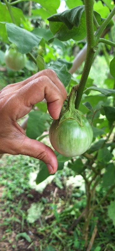 Cà Da Ếch [ E-W Seeds - Thái Lan ]