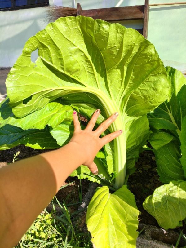 Cải Bẹ Xanh Mỡ Cuộn [ E-W Seeds - Thái Lan ]