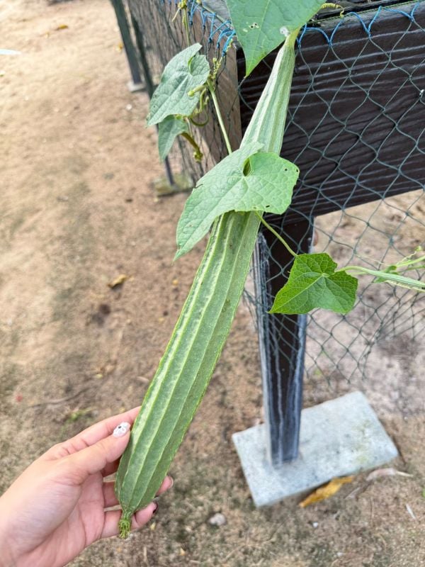 Mướp Khía Xanh [ E-W Seeds - Thái Lan ]