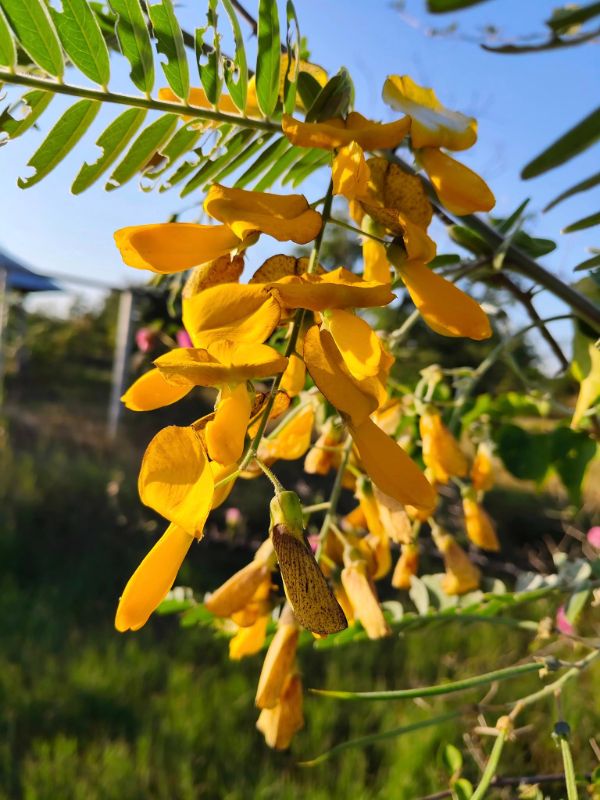 Bông Điên Điển - Sunn Hemp [ JUIJIA - Thái Lan ]