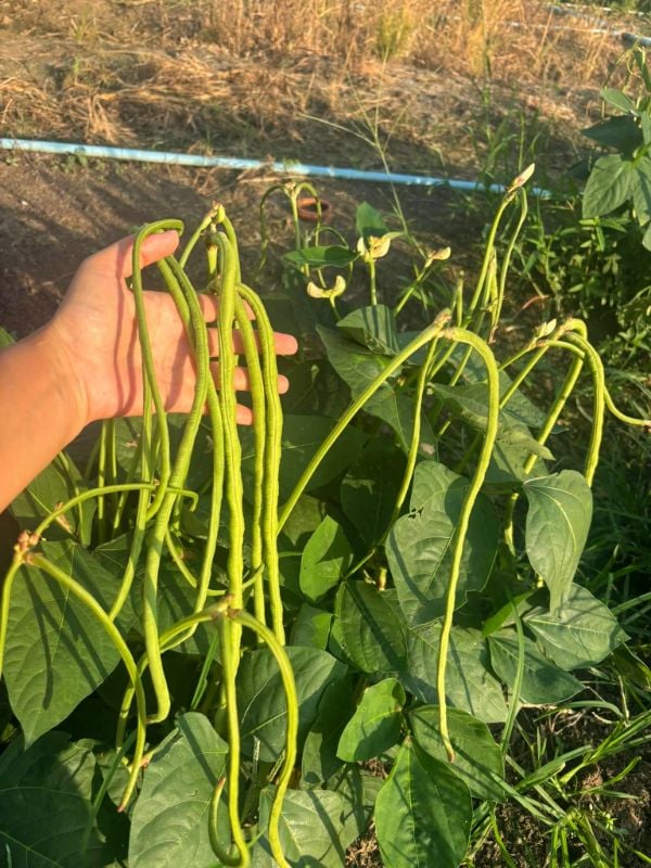 Đậu Que Xanh - Bush Long Bean [ JUIJIA - Thái Lan ]