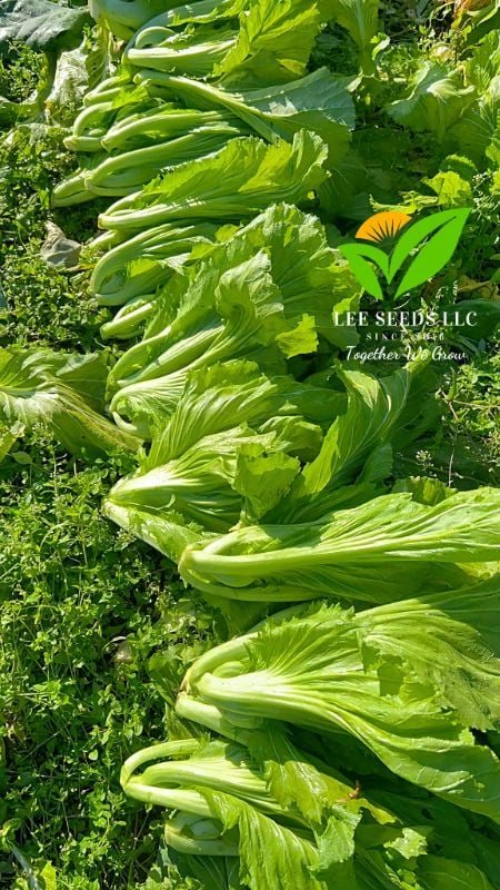 Cải Bẹ Dưa - Donkey [ JUIJIA - Thái Lan ]