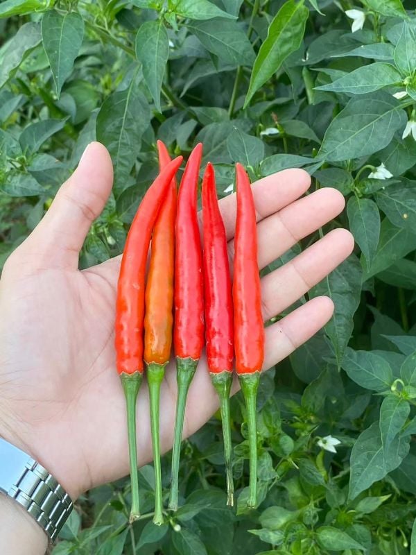 Ớt Chỉ Thiên Siêu Cay Lai F1 [ E-W Seeds - Thái Lan ]
