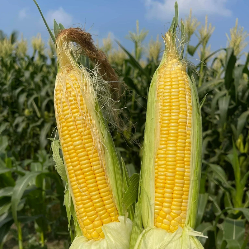 Ngô Ngọt Lai F1 [ E-W Seeds - Thái Lan ]