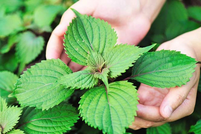 Tía Tô - Green Shiso Perilla [ JUIJIA - Thái Lan ]