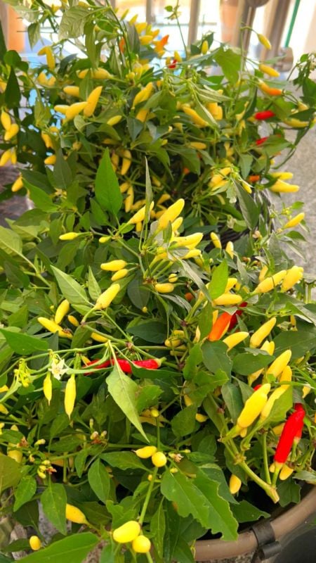 Ớt Xiêm Siêu Cay [ E-W Seeds - Thái Lan ]