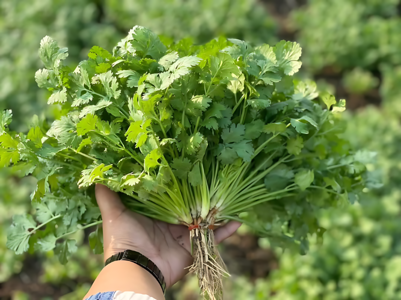 Ngò Rí [ E-W Seeds - Thái Lan ]