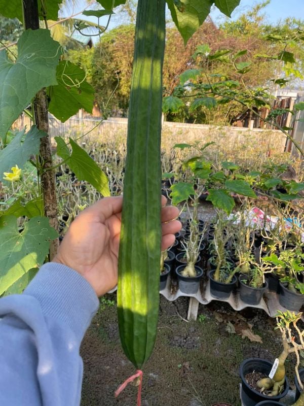 Mướp Khía Xanh Đậm [ E-W Seeds - Thái Lan ]