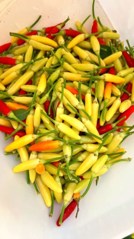 Ớt Xiêm Siêu Cay [ E-W Seeds - Thái Lan ]