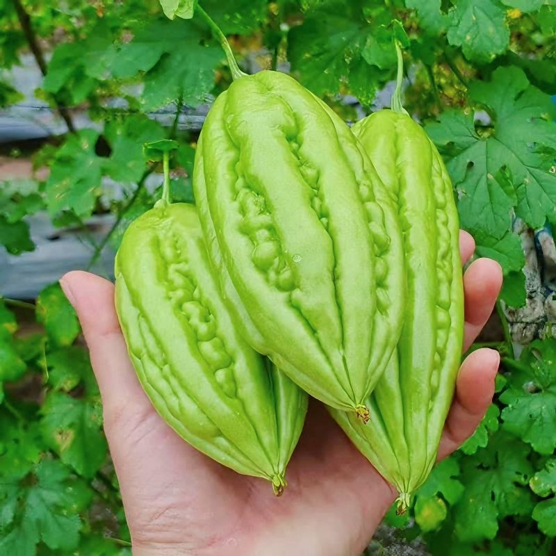 Khổ Qua Trái Ngắn RD09