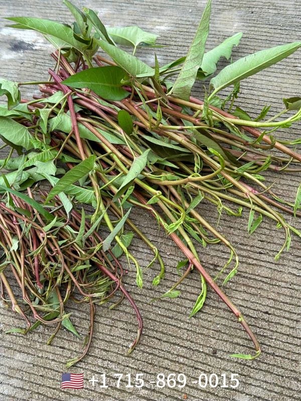 Rau Muống Thái Siêu Ngọn Cọng Đỏ