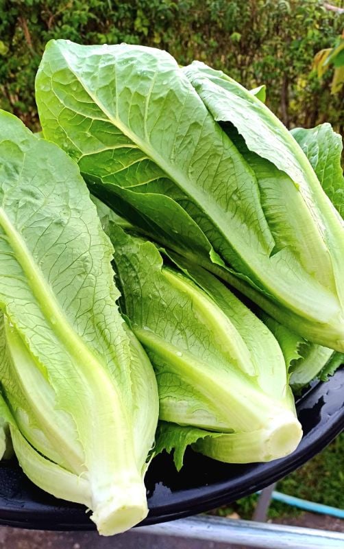 Xà Lách - Paris White Cos [ JUIJIA - Thái Lan ]