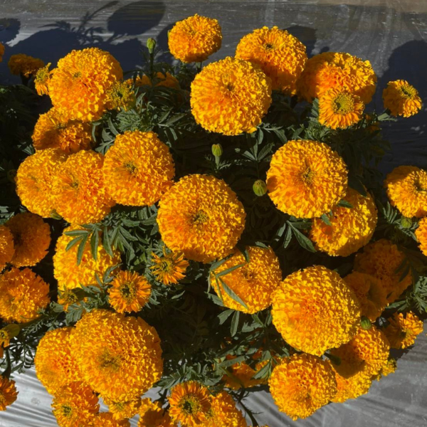 Hoa Vạn Thọ Cam - Deep Gold Queen [ JUIJIA - Thái Lan ]