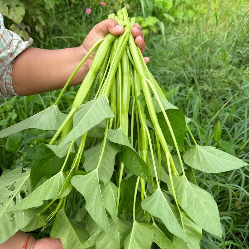 Rau Muống Lá To [ Lee Garden ] Mua 1 Tặng 1.