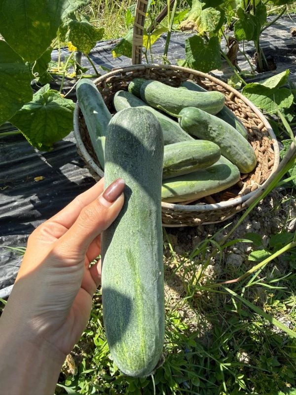 Dưa Leo Lai F1 Trái Dài [ E-W Seeds - Thái Lan ]