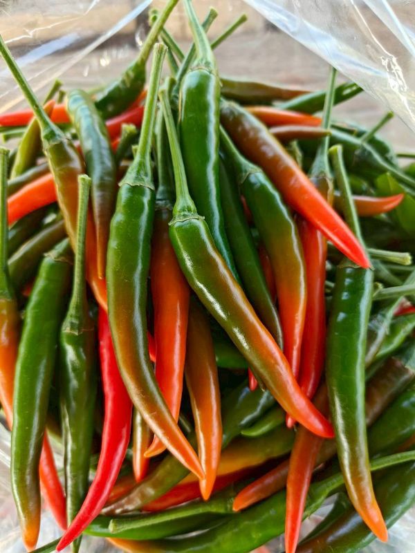 Ớt Jinda [ Home Garden - Thái Lan ]