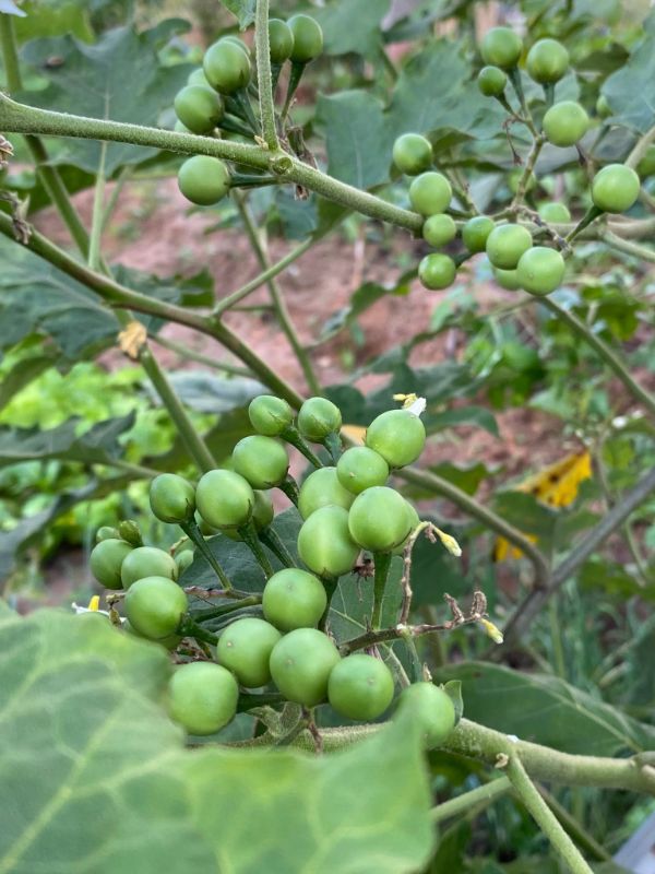 Cà Pháo Xanh Trái Chùm [ E-W Seeds - Thái Lan ]