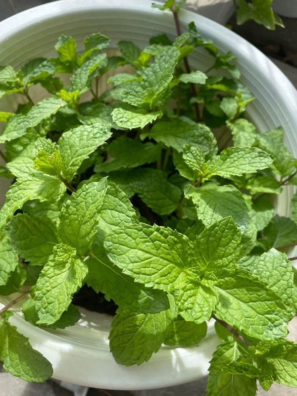 Rau Húng Lủi RD931