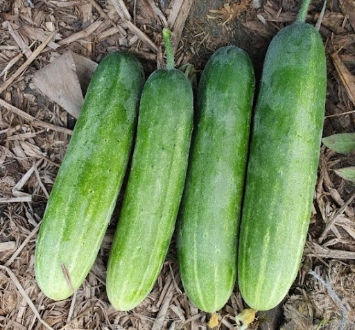 Dưa Leo Nếp Lai [ JUIJIA - Thái Lan ]