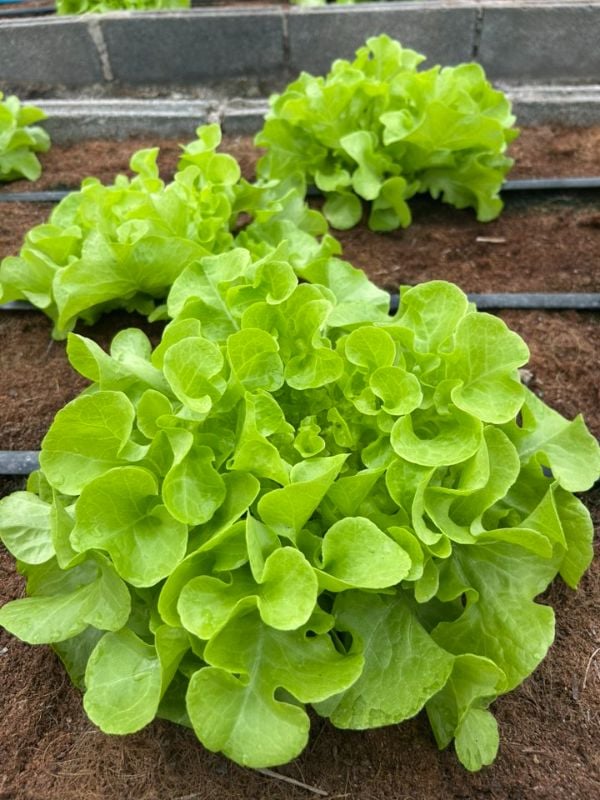 Xà Lách Sồi Xanh - Green Oakleaf [ JUIJIA - Thái Lan ]