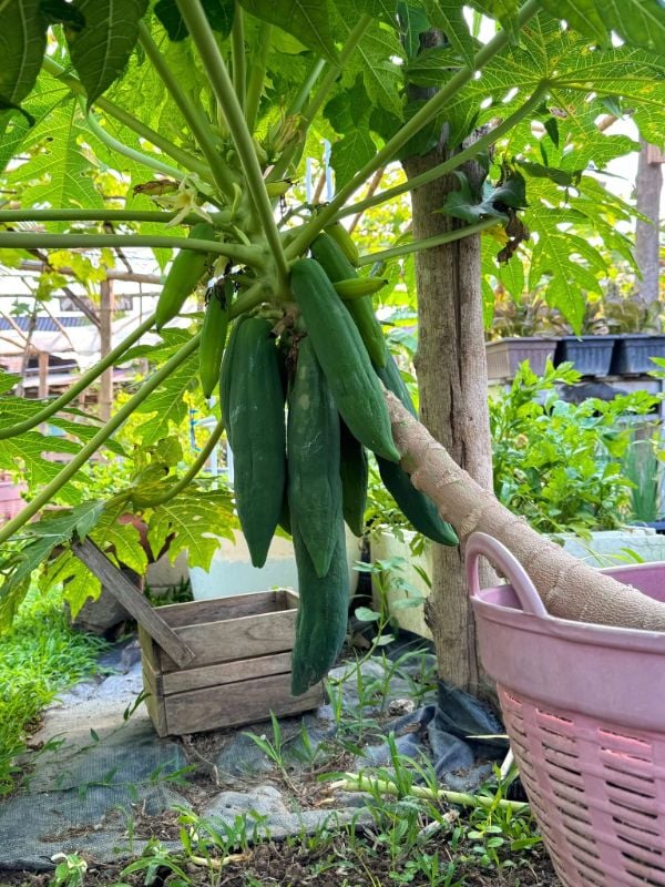 Đủ Đủ Lùn Trái Dài Lai F1 90 [ E-W Seeds - Thái Lan ]