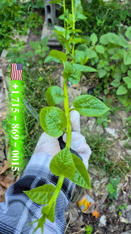 Mồng Tơi Nhật Siêu Ngọn
