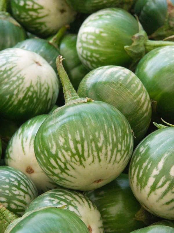 Cà Da Ếch [ JUIJIA - Thái Lan ]