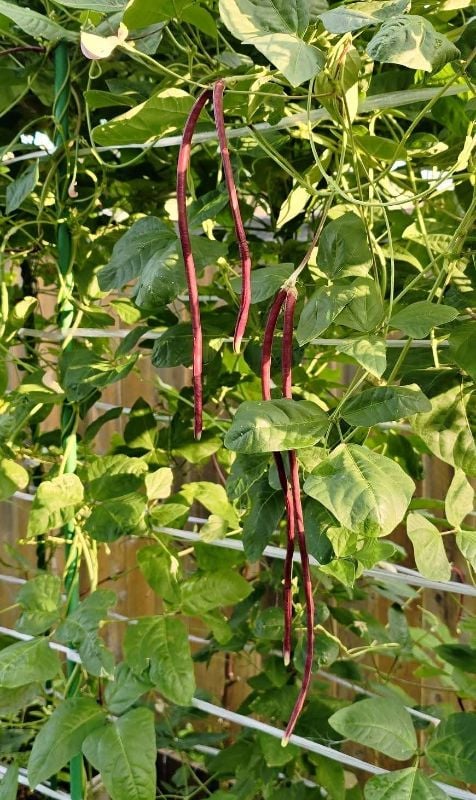 Đậu Đũa Tím [ E-W Seeds - Thái Lan ]