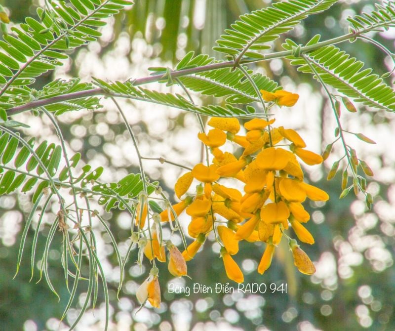 Bông Điên Điển RD941