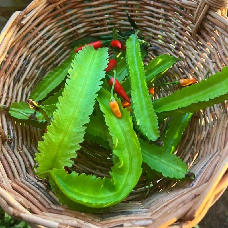 Đậu Rồng Xanh [ E-W Seeds - Thái Lan ]