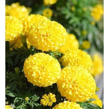 Hoa Vạn Thọ Vàng [ JUIJIA - Thái Lan ]