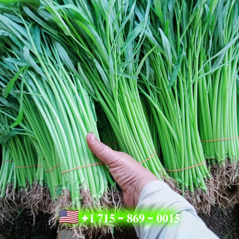 Rau Muống Thái Cọng Trắng