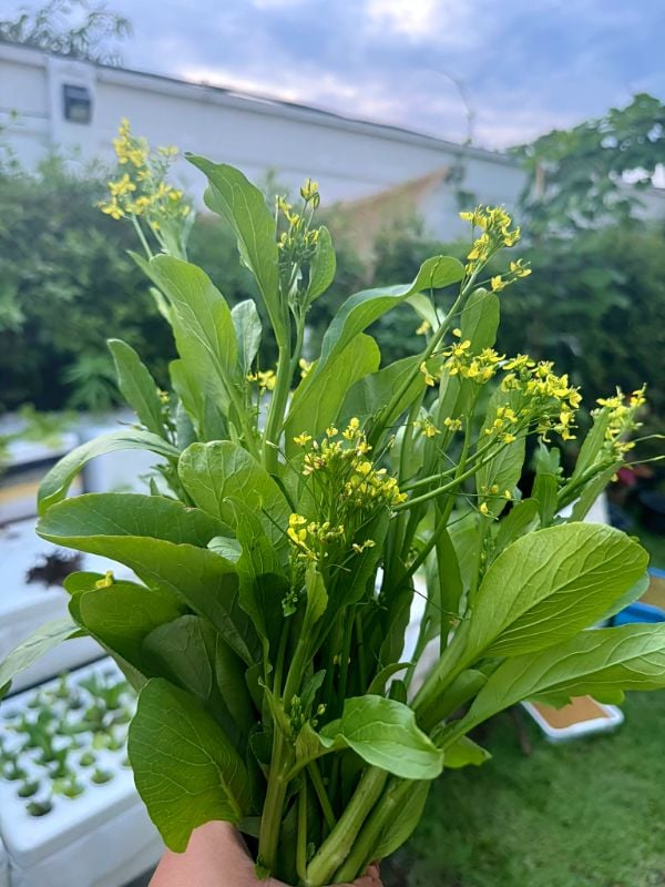 Cải Ngồng Siêu Bông - Green Amber [ JUIJIA - Thái Lan ]