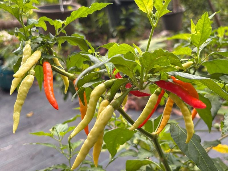 Ớt Karen [ E-W Seeds - Thái Lan ]