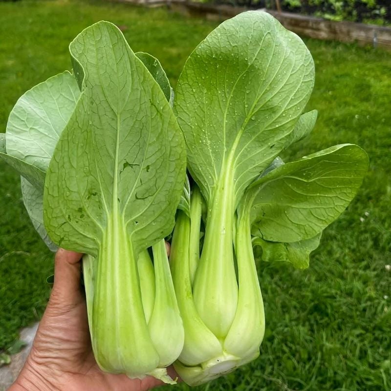 Cải Thìa Chubby - Shogun [ JUIJIA - Thái Lan ]