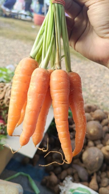 Carrot Mini Express [ Home Garden - Thái Lan ]