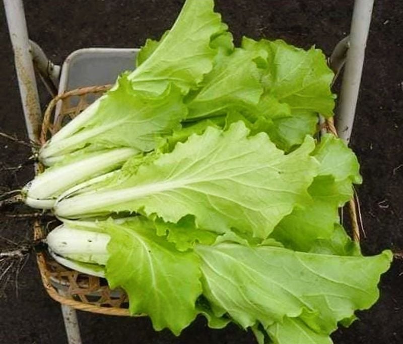 Cải Bẹ Dún [ JUIJIA - Thái Lan ]