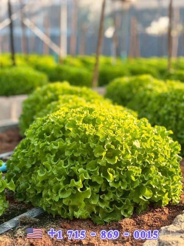 Xà Lách Xoăn - Forest [ JUIJIA - Thái Lan ]