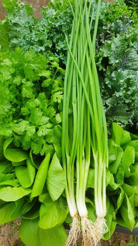 Hành Hương [ E-W Seeds - Thái Lan ]