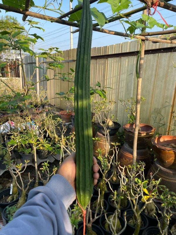 Mướp Khía Xanh Đậm [ E-W Seeds - Thái Lan ]