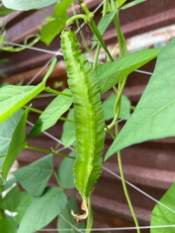 Đậu Rồng Xanh [ Home Garden - Thái Lan ]