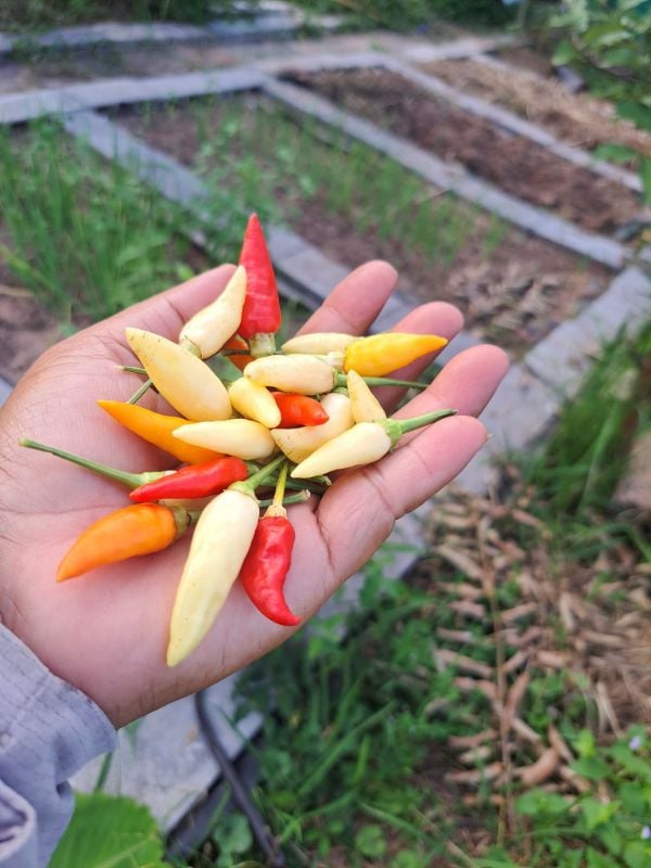 Ớt Xiêm Trắng Siêu Cay [ Home Garden - Thái Lan ]