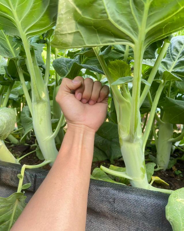 Cải Rổ Chubby - Kale Mushrooms [ JUIJIA - Thái Lan ]