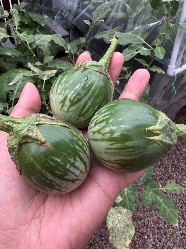 Cà Da Ếch Xanh Đậm [ E-W Seeds - Thái Lan ]