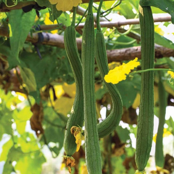 Mướp Hương Trái Dài F1 [ E-W Seeds - Thái Lan ]