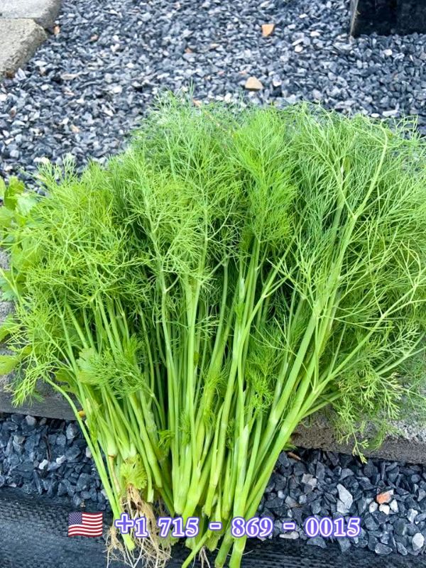 Thì Là [ E-W Seeds - Thái Lan ]