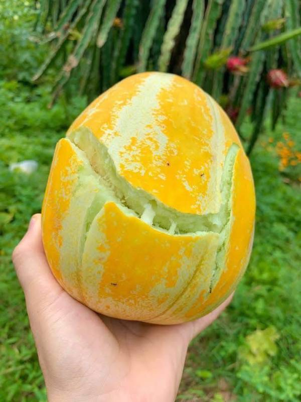 Dưa Bở Sáp Cổ