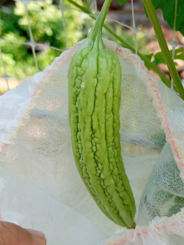 Khổ Qua Xanh Mỡ F1 [ E-W Seeds - Thái Lan ]